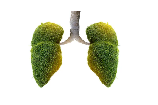 Ilustracja Drzewa Płuc Środowisko Medycyna — Zdjęcie stockowe