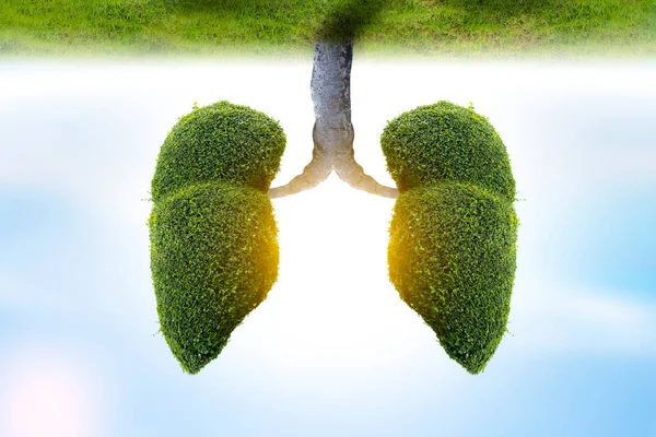 Ilustración Del Árbol Pulmonar Medio Ambiente Medicina —  Fotos de Stock