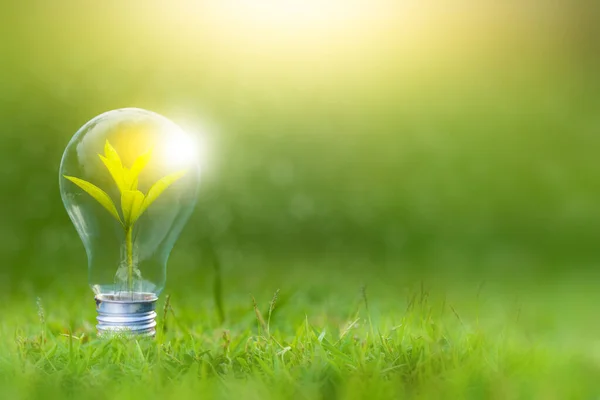 Yenilenebilir enerji konsepti Dünya Günü veya çevre koruma Elleri toprakta yetişen ormanları korur ve dünyayı kurtarmaya yardım eder.