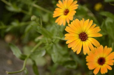 yaz bahçe çiçekleri yağmur doğa