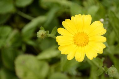 yaz bahçesi üzüm yağmur doğa