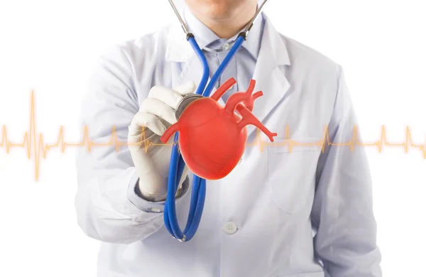 Doctor Hold Heart Listens Heart Cardiology Symptoms White Background — Stock Photo, Image