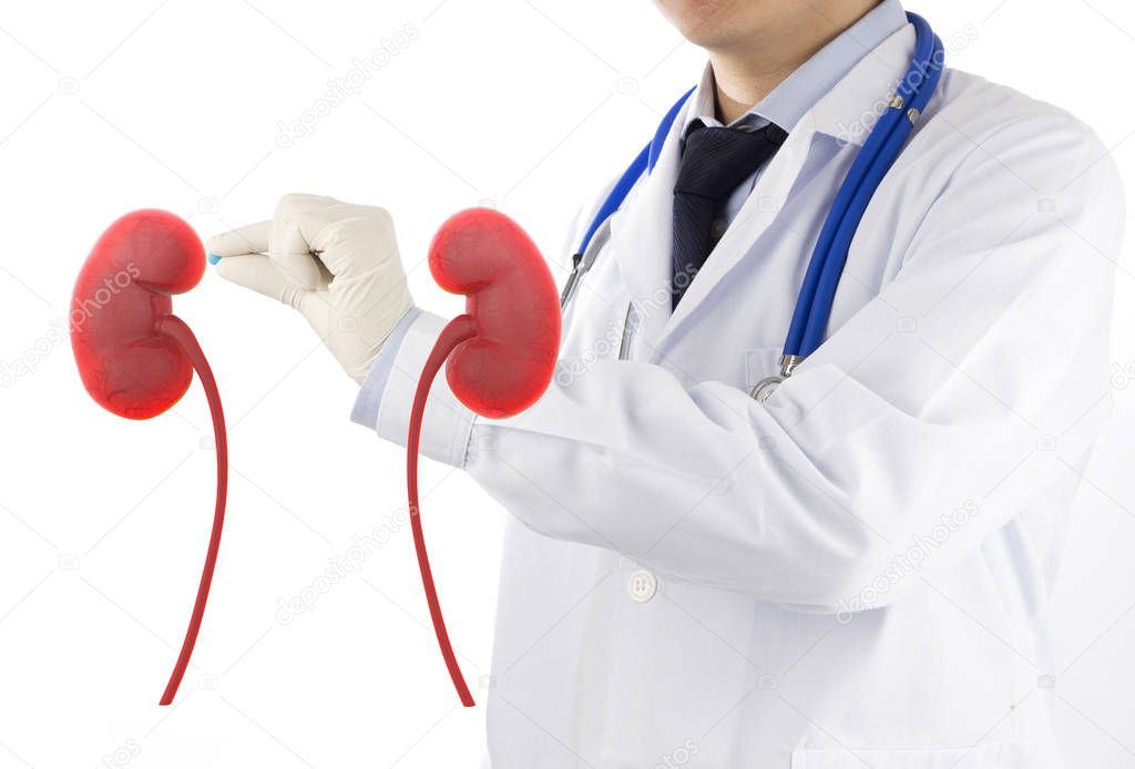 doctor check 3D kidney urology , kidney disease with medicine