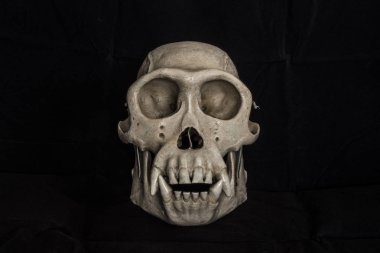 tam siyah arka plan ön görünümde primat kafatası