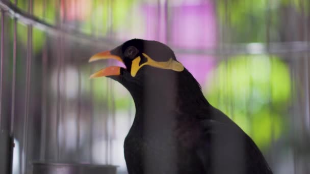 Hill Myna Gracula Religiosa Talande Fågel Bur — Stockvideo