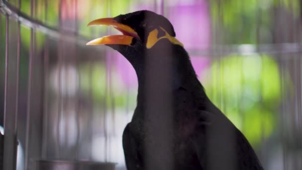 格拉库拉 里利吉奥萨 在笼子里会说话的鸟 — 图库视频影像