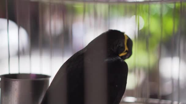 マイナ グラキュラ レレジオサ ケージで鳥を語る — ストック動画