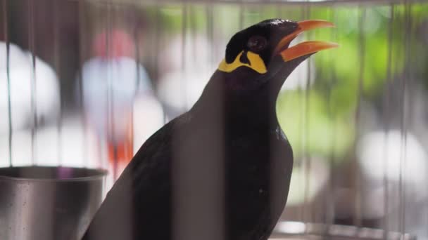 Wzgórze Myna Gracula Religiosa Rozmawia Ptak Klatce — Wideo stockowe