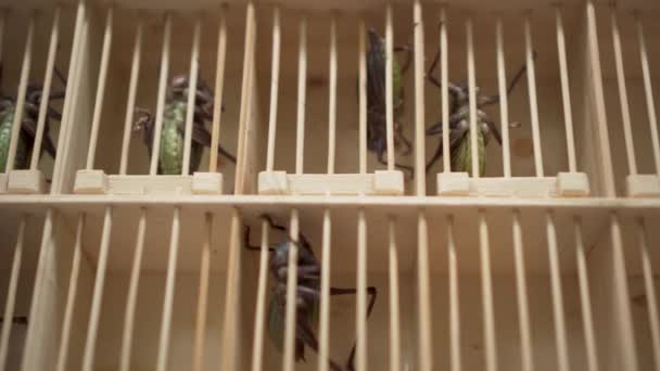 亚洲跳蚤市场巨型蝗虫在笼子里 — 图库视频影像