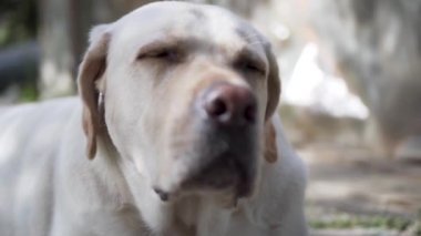 Köpek Burun Labrador Retriever Kapat