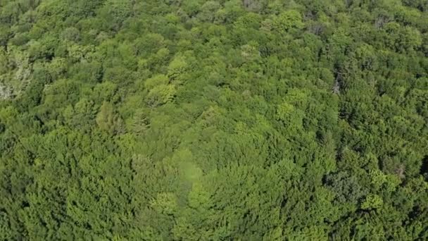 Drone Dinâmico Tiro Uma Floresta Infinita Zona Climática Temperada Europa — Vídeo de Stock