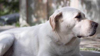 Labrador Retriever Köpek Etrafında Watching Katta Yatarken