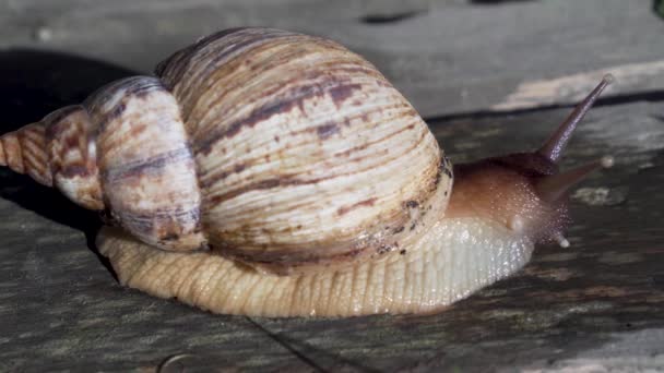 Terra Africana Gigante Caracol Achatina — Vídeo de Stock