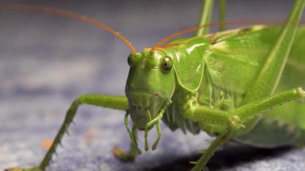 Кузнечик саранчи Экстремально крупный план Зеленое насекомое — стоковое видео
