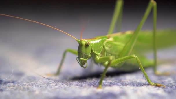 Heuschrecke extreme Nahaufnahme grünes Insekt 2 — Stockvideo