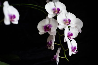 Siyah bir arka plan üzerinde Phalaenopsis orkide çiçekleri