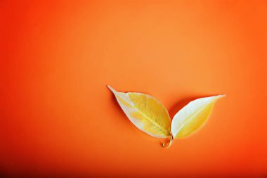 Parlak arkaplanda iki sarı yaprak