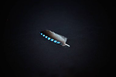 Siyah arkaplanda Jay tüyü.