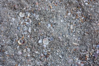 Kabuklu gri deniz kumu. Doğal arkaplan.