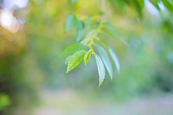 背景がぼやけている緑色の葉を持つ枝. — ストック写真