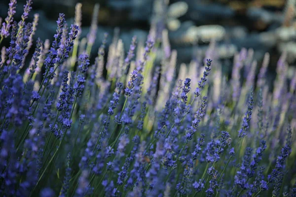 Branches of blooming lavender close-up view. — Stock Photo, Image