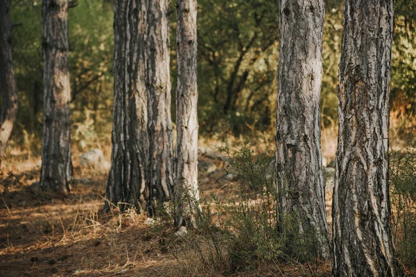 Gün batımında ormanda çam ağaçları..