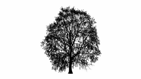 Albero Nero Silhouette Illustrazione Sfondo Bianco — Foto Stock