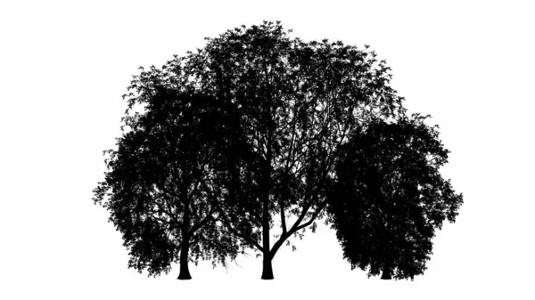 Albero Nero Silhouette Illustrazione Sfondo Bianco — Foto Stock