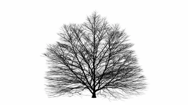 Illustration Silhouette Arbre Noir Fond Blanc — Photo