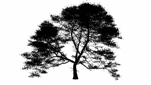 Albero Nero Silhouette Illustrazione Sfondo Bianco — Foto Stock