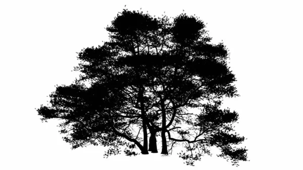 Albero Nero Silhouette Illustrazione Sfondo Bianco — Foto Stock