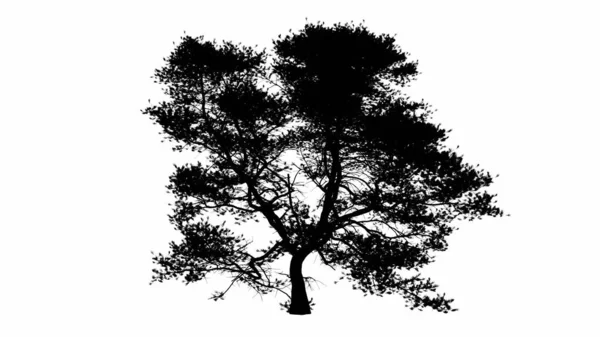 Albero Nero Silhouette Illustrazione Sfondo Bianco — Foto Stock