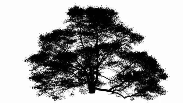 白を背景に黒い木のシルエットイラスト — ストック写真