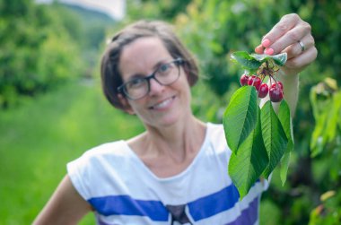 Arkasından kiraz bahçesinde taze kiraz sunan bir kadın.