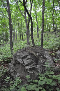 Ahşap taki taş. Rusya, Nakhodka, 17 Haziran 2019. Fotoapparat Nicon D5000.