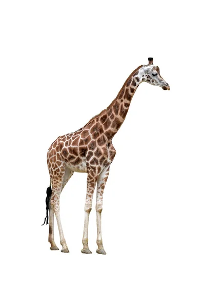 Изолированный жираф. Вся фигура жирафа. Профиль. — стоковое фото