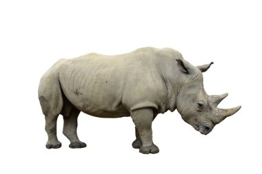 İzole edilmiş beyaz gergedan. Ceratotherium simum. Profil pozu.