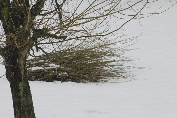 odun kar üzerinde demetleri