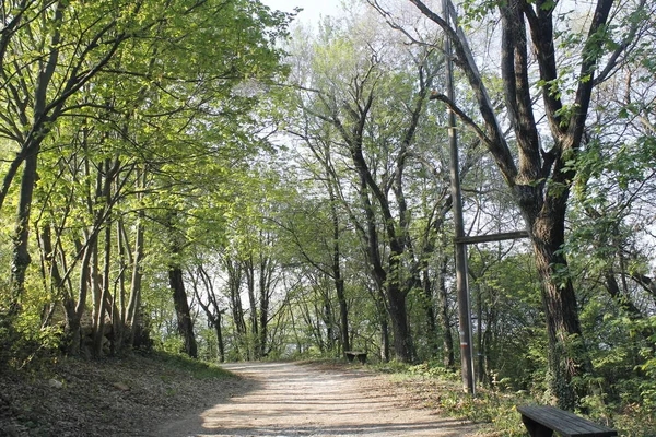 Bergpfad Wald — Stockfoto