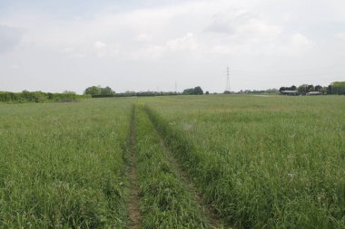 yeşil çayırlar arasında izlemek