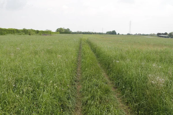 Piste Parmi Les Prairies Verdoyantes — Photo