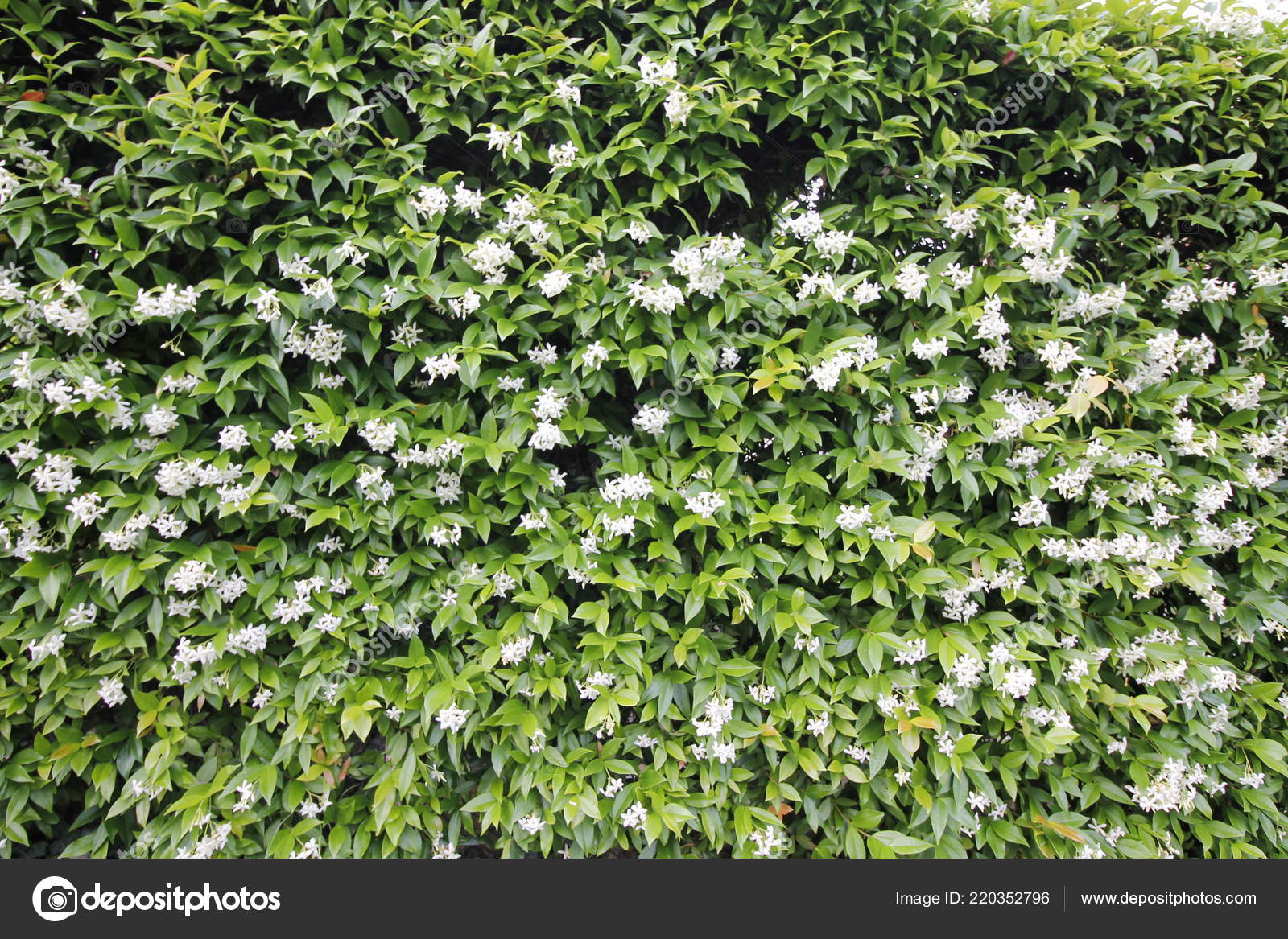 Small White Flowers Verdant Hedge — Stock Photo © marcobir 220352796