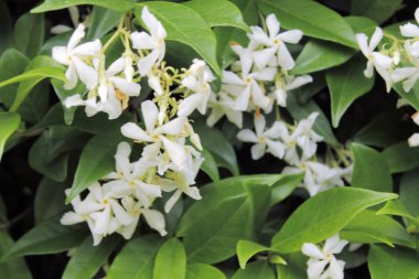 yemyeşil bir çit üzerinde küçük beyaz çiçekler