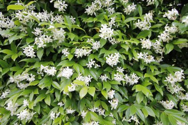 yemyeşil bir çit üzerinde küçük beyaz çiçekler