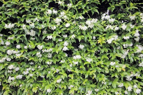 Kleine Witte Bloemen Een Groene Hedge — Stockfoto