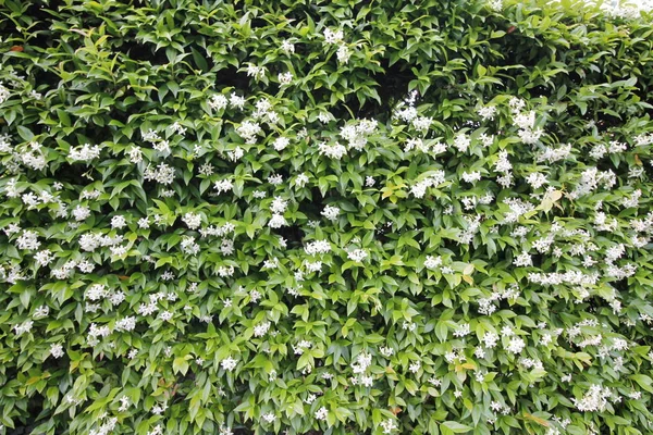 Små Vita Blommor Grönskande Häck — Stockfoto