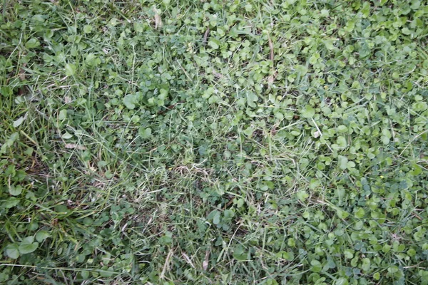 Зеленый Фон Текстура Травы — стоковое фото
