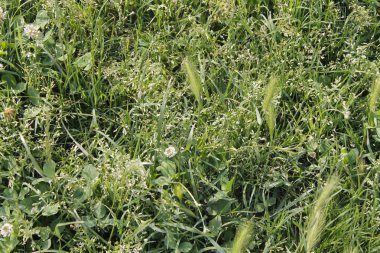 yeşil çimen arkaplan veya doku