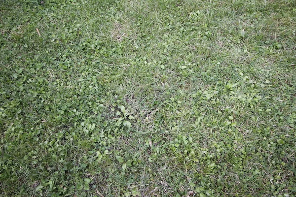 Grünes Gras Hintergrund Oder Textur — Stockfoto