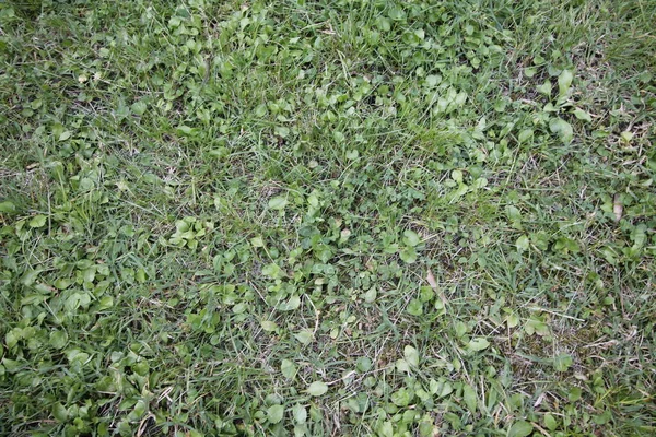 Green Grass Background Texture — Stock Photo, Image